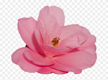 Flower, Camelia, Rosa, Nature, Transparent Background - Flor Png Fondo Transparente