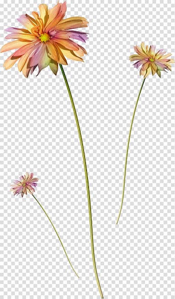 Flower , camomile transparent background PNG clipart