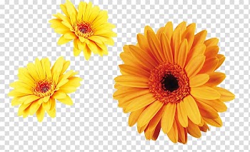 Flower Carnation Chrysanthemum xd7grandiflorum Transvaal daisy Plant, Yellow chrysanthemum decoration material transparent background PNG clipart
