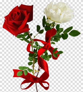 Flower , Cartoon red roses white ribbon bow transparent background PNG clipart