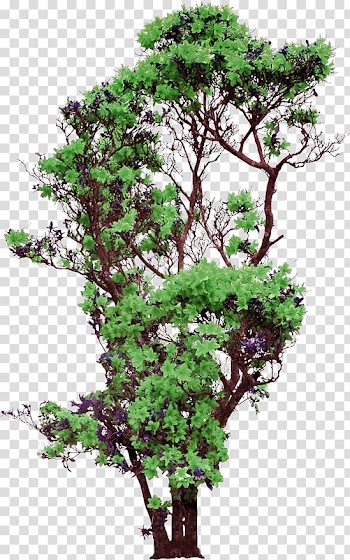 Flower Cdr, tree transparent background PNG clipart