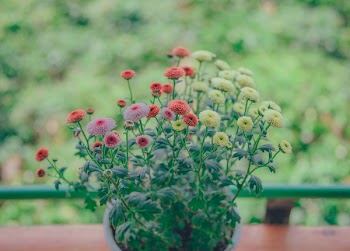 Flower Centerpiece