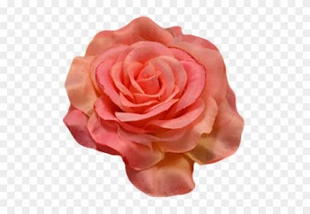 Flower Centifolia Roses Petal Garden Roses Orange - Garden Roses