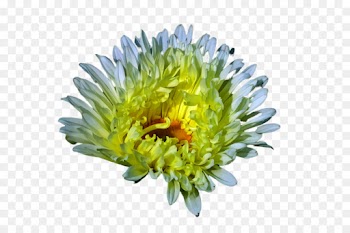 flower china aster plant flowering plant yellow