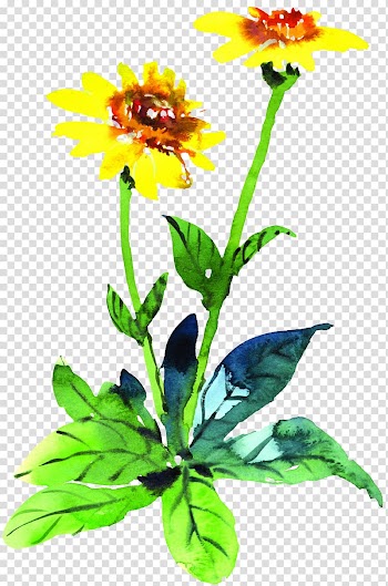 Flower Chrysanthemum indicum Marigold Watercolor painting, Night marigold material transparent background PNG clipart