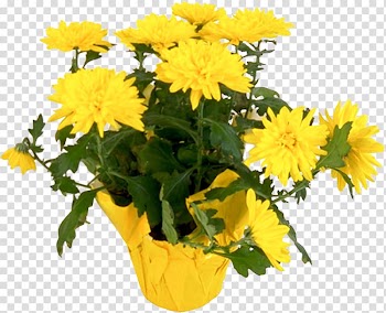 Flower Chrysanthemum Yellow Plant , chrysanthemum transparent background PNG clipart