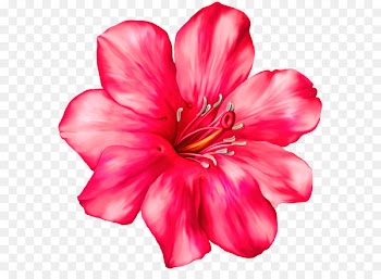 Flower Clip art - Exotic Pink Flower PNG Clipart Picture 