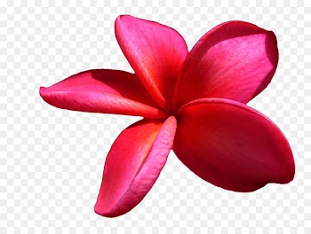 Flower Clip art - flower 
