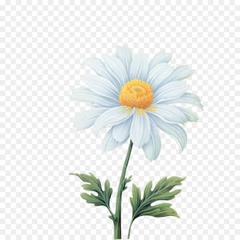 Flower Clip art - Free white gerbera pull material 