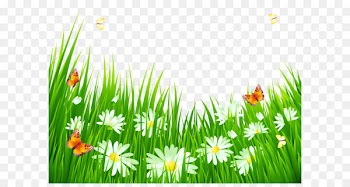 Flower Clip art - Grass with White Flowers PNG Clipart 