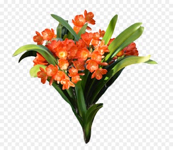 Flower Clip art - orange flower 