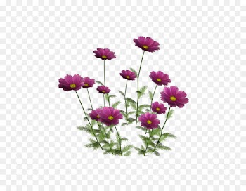 Flower Clip art Portable Network Graphics Image Psd - flower 