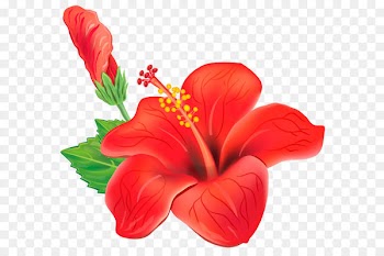 Flower Clip art - Red Exotic Flower PNG Clipart Picture 