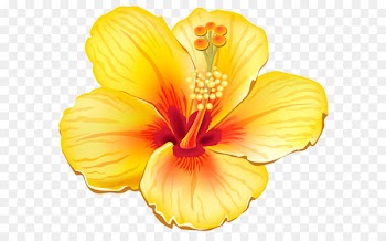 Flower Clip art - Yellow Exotic Flower PNG Clipart Picture 