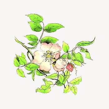 Flower clipart, drawing illustration vector. | Free Vector Illustration - rawpixel