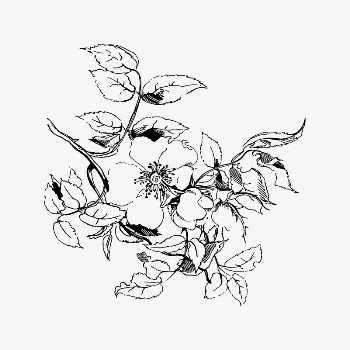 Flower clipart, drawing illustration vector. | Free Vector Illustration - rawpixel