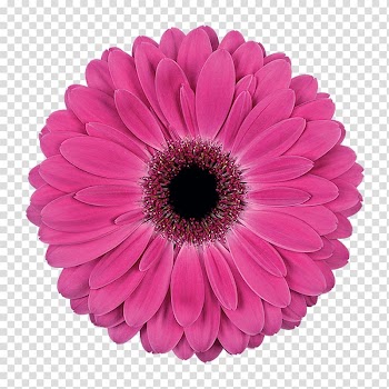 Flower Common daisy Daisy family Petal, flower transparent background PNG clipart