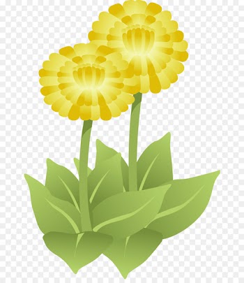 Flower, Common Daisy, Floral Design, Yellow PNG