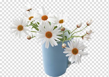 Flower Common daisy Petal , Cup of white chrysanthemum material transparent background PNG clipart