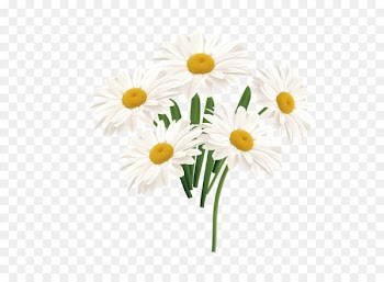 Flower Common daisy - Vector white sun flower 