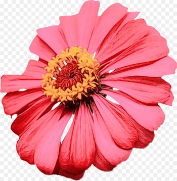 Flower, Common Zinnia, Rose, Flowering Plant PNG