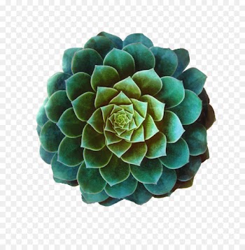 Flower, Cut Flowers, Hydrangea, Turquoise, Echeveria PNG