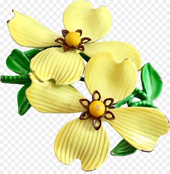 Flower, Cut Flowers, Petal, Yellow PNG
