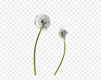 Flower Dandelion Pissenlit Plant - Modern Law Of Contract