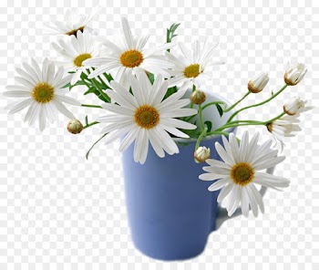Flower Desktop Wallpaper Common daisy Rose White - good morning 