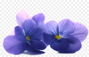 Flower Desktop Wallpaper Petal Violet Blue -  