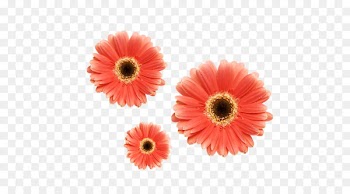 Flower, Desktop Wallpaper, Stock Photography, Flowering Plant, Barberton Daisy PNG