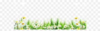 Flower Download Icon - Cute daisy flowers roadside weeds 