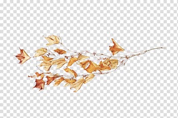 Flower Drawing , bow transparent background PNG clipart