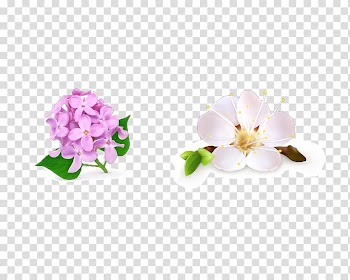 Flower Drawing Floral design, Pear flowers transparent background PNG clipart