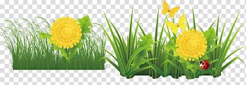 Flower Drawing, Flower flat transparent background PNG clipart