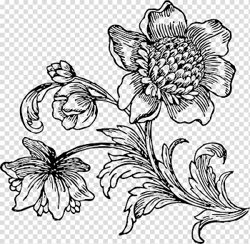 Flower Drawing Line art Black and white , beet transparent background PNG clipart