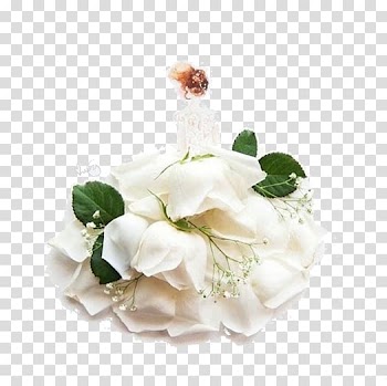 Flower Drawing Petal Watercolor painting Illustration, White rose petals transparent background PNG clipart