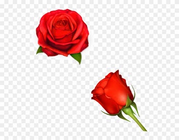 Flower Drawing Rose Floral Design - Roses Stickers