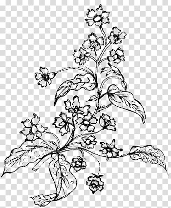 Flower Drawing Watercolor painting Black and white, 80 20 transparent background PNG clipart