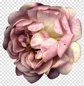 Flower Drawing Watercolor painting, Fairy tale flowers transparent background PNG clipart