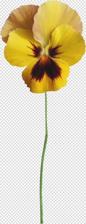 Flower Drawing , Watercolor painting Flower transparent background PNG clipart