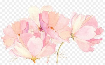 Flower Drawings Watercolor painting Pink - Literary beautiful pink flower painted decoration 