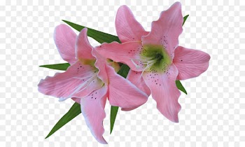 Flower Easter lily Clip art - Transparent Pink Lily Flower Clipart 