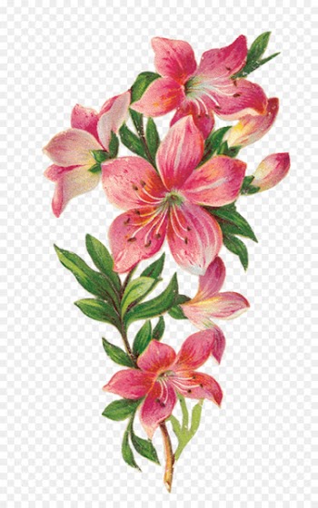 Flower Easter lily Drawing Decoupage Sketch - flower 