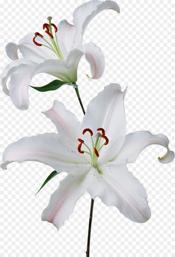 Flower Easter lily Gynoecium Lilium 'Stargazer' - water lilies 