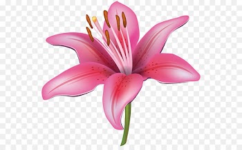 Flower Easter lily Tiger lily Clip art - 8th march 