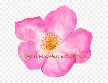 Flower Essence Classes And Training - Virginia Rose