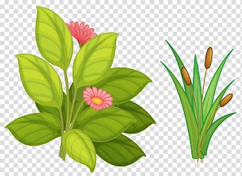 Flower Euclidean Rosaceae, Flowers grass transparent background PNG clipart