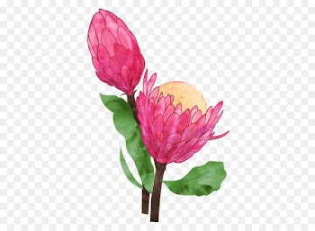 Flower Euclidean vector Drawing - Vector Banksia flowers 