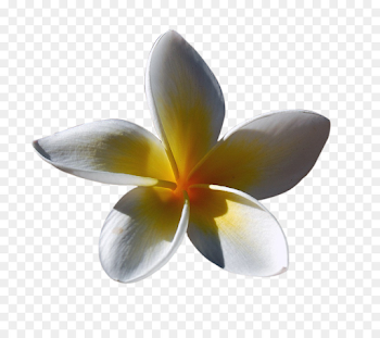 Flower Euclidean vector - Sunshine flower png download - 800*800 ...